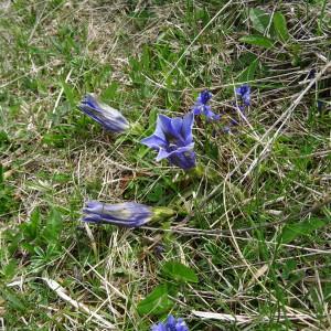 Photographie n°2211873 du taxon Gentiana angustifolia Vill. [1787]