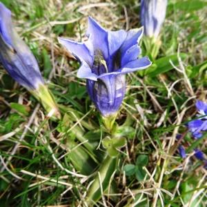 Photographie n°2211874 du taxon Gentiana angustifolia Vill. [1787]
