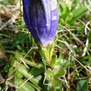 Photographie n°2211875 du taxon Gentiana angustifolia Vill. [1787]