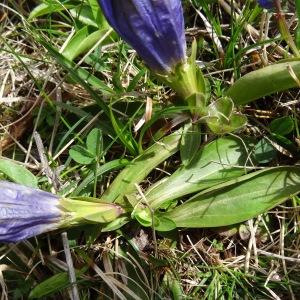 Photographie n°2211880 du taxon Gentiana angustifolia Vill. [1787]
