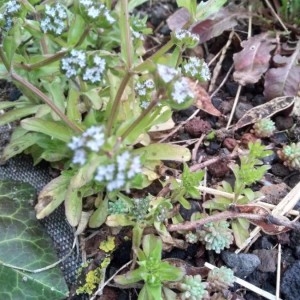 Photographie n°2211897 du taxon Valerianella locusta (L.) Laterr. [1821]