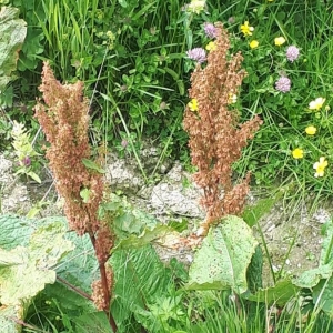 Photographie n°2211911 du taxon Rumex alpinus L. [1759]
