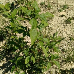 Photographie n°2211915 du taxon Amaranthus retroflexus L. [1753]