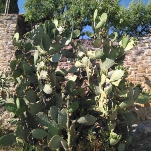  - Opuntia ficus-indica (L.) Mill. [1768]