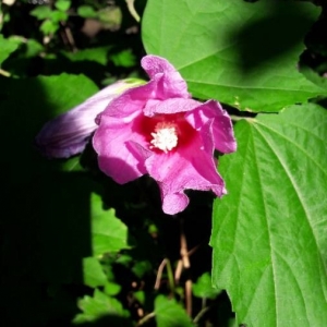 Photographie n°2211962 du taxon Hibiscus syriacus L. [1753]