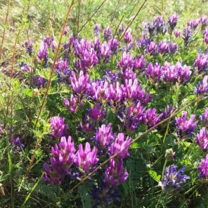 Photographie n°2211971 du taxon Astragalus onobrychis L. [1753]