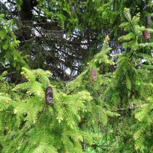 Photographie n°2211982 du taxon Picea abies (L.) H.Karst.