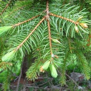 Photographie n°2211985 du taxon Picea abies (L.) H.Karst.