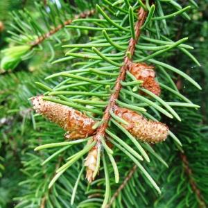 Photographie n°2211986 du taxon Picea abies (L.) H.Karst.