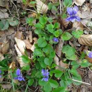 Photographie n°2211990 du taxon Viola canina L. [1753]