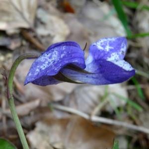 Photographie n°2211992 du taxon Viola canina L. [1753]