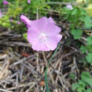 Photographie n°2212010 du taxon Malva moschata L. [1753]