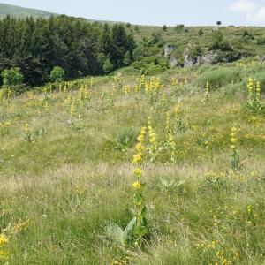 Photographie n°2212015 du taxon Gentiana lutea L. [1753]