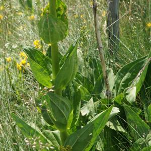 Photographie n°2212016 du taxon Gentiana lutea L. [1753]