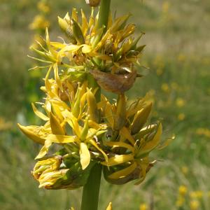 Photographie n°2212017 du taxon Gentiana lutea L. [1753]