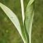  Liliane Roubaudi - Platanthera chlorantha (Custer) Rchb. [1828]