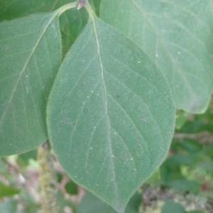 Photographie n°2212126 du taxon Lonicera xylosteum L. [1753]