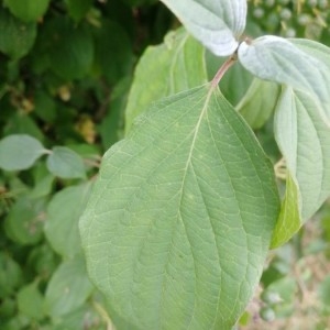 Photographie n°2212127 du taxon Cornus sanguinea L. [1753]