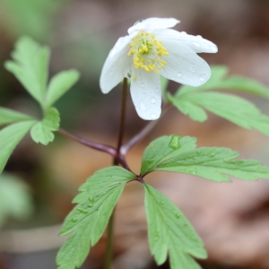 Photographie n°2212152 du taxon Anemone nemorosa L. [1753]