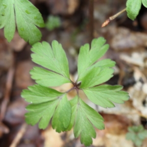 Photographie n°2212153 du taxon Anemone nemorosa L. [1753]