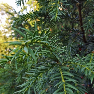 Photographie n°2212182 du taxon Taxus baccata L. [1753]