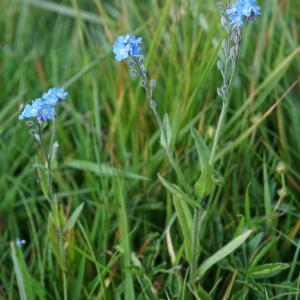 Photographie n°2212198 du taxon Myosotis alpestris F.W.Schmidt [1794]