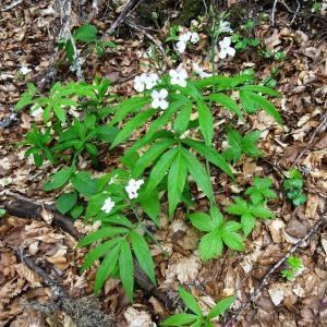 Photographie n°2212221 du taxon Cardamine heptaphylla (Vill.) O.E.Schulz