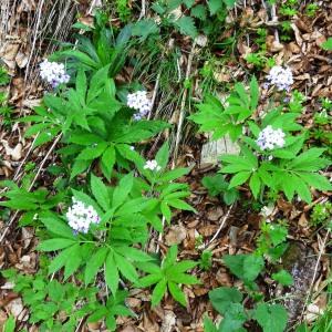 Photographie n°2212232 du taxon Cardamine heptaphylla (Vill.) O.E.Schulz