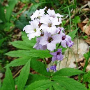 Photographie n°2212234 du taxon Cardamine heptaphylla (Vill.) O.E.Schulz