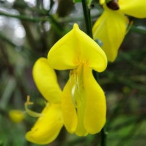 Photographie n°2212242 du taxon Cytisus scoparius (L.) Link [1822]