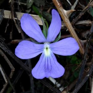 Photographie n°2212245 du taxon Viola cornuta L. [1763]