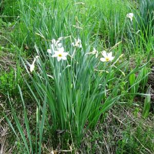 Photographie n°2212288 du taxon Narcissus poeticus L.