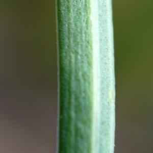 Photographie n°2212290 du taxon Plantago alpina L. [1753]