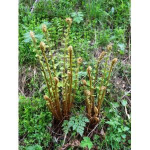 Polystichum paleaceum Sw. (Polystic de Braun)