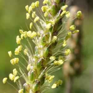 Photographie n°2212294 du taxon Plantago alpina L. [1753]