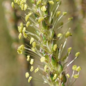 Photographie n°2212301 du taxon Plantago alpina L. [1753]