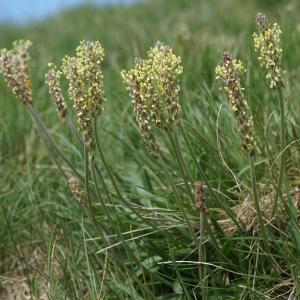 Photographie n°2212304 du taxon Plantago alpina L. [1753]