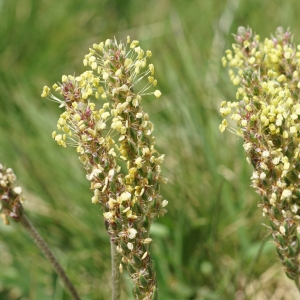 Photographie n°2212305 du taxon Plantago alpina L. [1753]