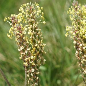 Photographie n°2212307 du taxon Plantago alpina L. [1753]