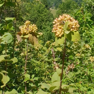 Photographie n°2212344 du taxon Viburnum lantana L. [1753]