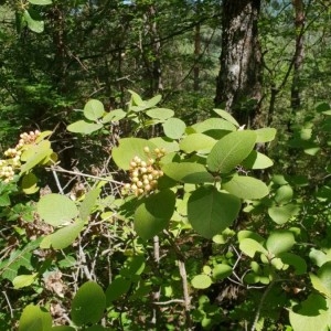 Photographie n°2212349 du taxon Viburnum lantana L. [1753]