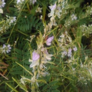 Photographie n°2212363 du taxon Galega officinalis L. [1753]