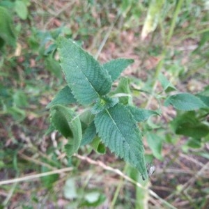  - Monarda fistulosa L. [1753]