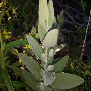 Photographie n°2212414 du taxon Cistus albidus L. [1753]