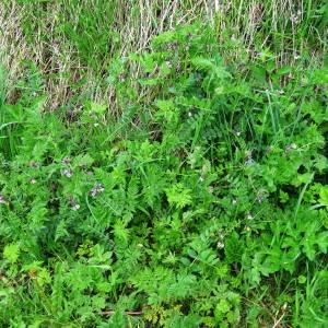 Photographie n°2212443 du taxon Vicia sepium L. [1753]