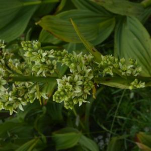 Photographie n°2212460 du taxon Veratrum album L. [1753]