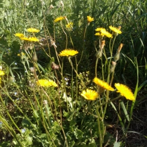 Photographie n°2212481 du taxon Crepis sancta (L.) Bornm. [1913]