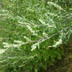 Photographie n°2212484 du taxon Artemisia vulgaris L. [1753]