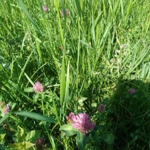 Photographie n°2212511 du taxon Trifolium pratense L. [1753]