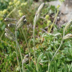 Photographie n°2212564 du taxon Silene ciliata Pourr. [1788]